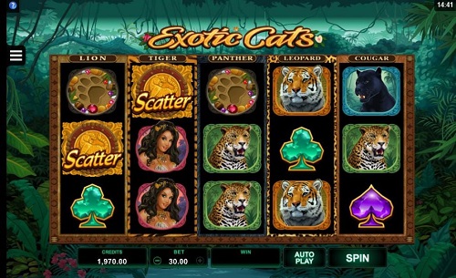 Exotic Cats - Casino game with 243 ways to win